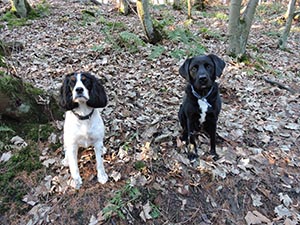 January 2017 Photo 4